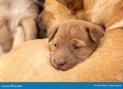 The Puppy Was Sleeping On The Mother Dog Stock Photo Image Of Relax