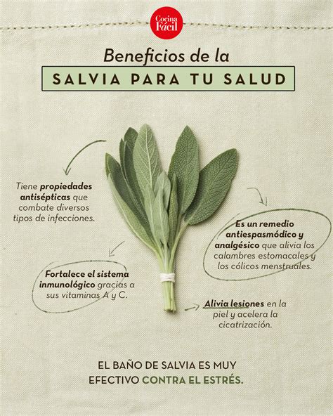 Conoce Los Beneficios De La Salvia Y C Mo Prepararla En Infusi N