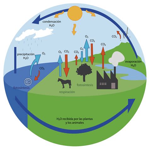 The Water Cycle Is Shown In This Circular Diagram With Arrows Pointing