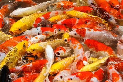 Colorful Koi Fish Feeding Stock Image Image Of Float 116230089