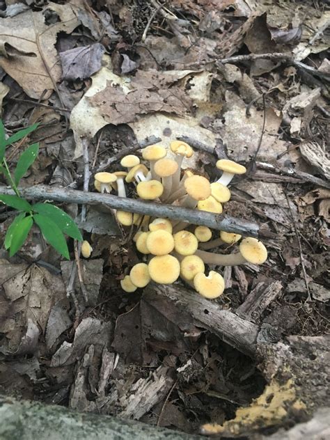 Ringless Honey Mushroom Identifying Mushrooms Wild Mushroom Hunting