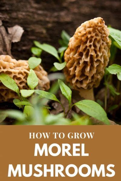 How To Grow Morel Mushrooms Simple At Home