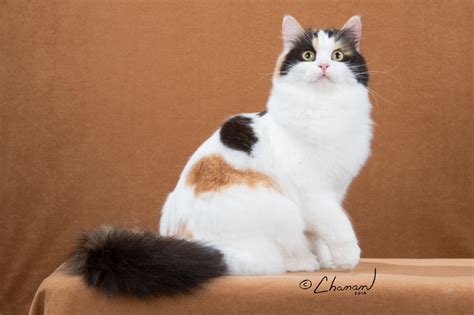 Breed Profile The Ragamuffin Ragamuffin Cat Reference Warrior Cats