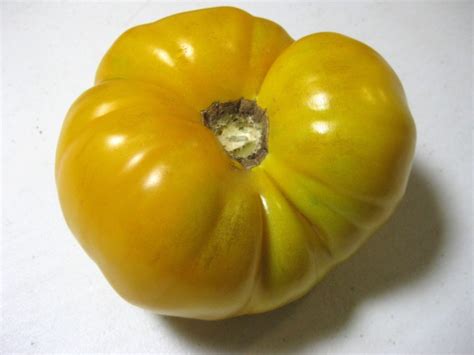 Tomato Yellow Brandywine Seeds Certified Organic Garden Hoard