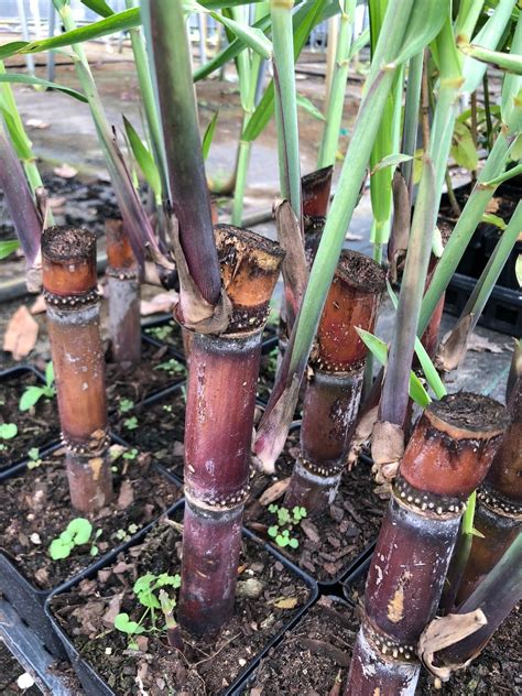Organic Red Sugar Cane Plant Free Shipping 4in Pot Live Etsy
