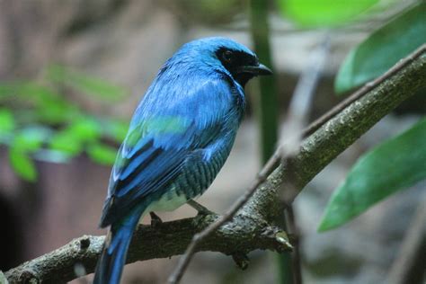 Swallow Tanager Zoochat