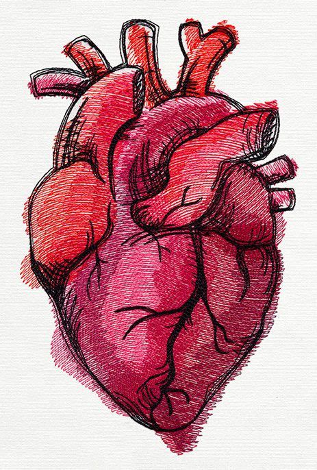 Painted Anatomical Heart Ilustração De Coração Coração Anatomia Desenho