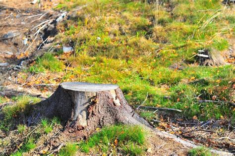 Tree Stump Stock Image Image Of Landscape Abstract 102358887