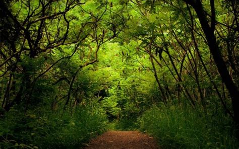 Sand Path Between Green Plants Bushes Trees Forest Background Hd Nature