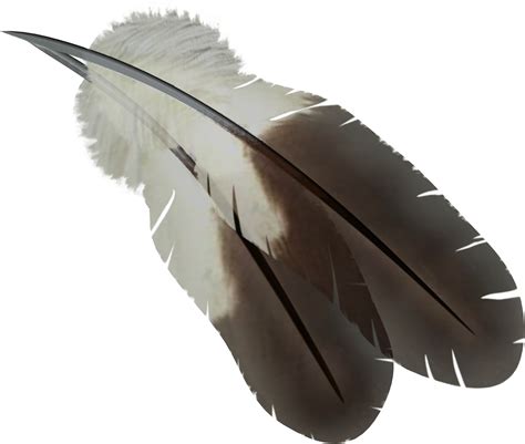Feather Png Transparent Image Download Size 1948x1651px