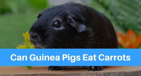 Yes, cats can eat carrots. Can Guinea Pigs Eat Carrots? - Petsolino