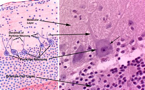 Histology Of Cerebellum Ppt Histology Of Cerebrum And Cerebellum