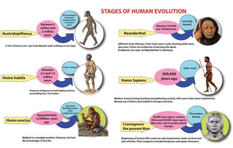 Human Evolution Notes 6th Social Science Winmeen