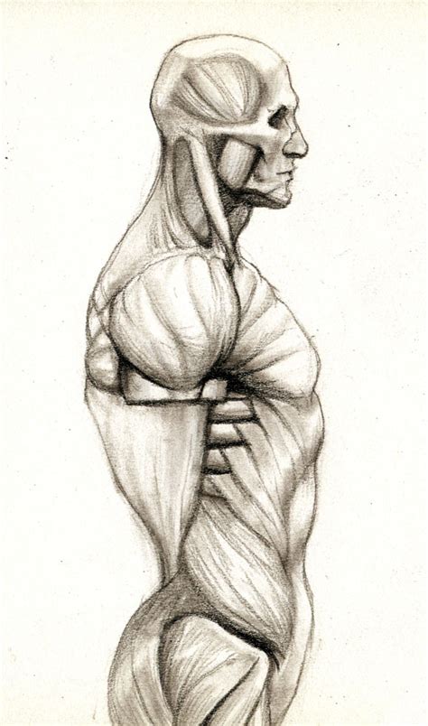 One way is to group them by their location on the anterior, lateral, and posterior regions of the body, but they can also be classified by anatomical. Anatomy For Animators 01 - The Human Skeleton and Muscles - Animation Salvation