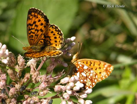 Silver Bordered Fritillary Boloria Selene Denis And Schiffermüller