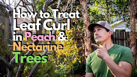 How To Treat Leaf Curl In Peach And Nectarine Trees Youtube