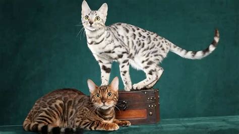 The bengal is a relatively new cat breed, with rosetted or spotted markings. Awwww...!!! White Bengal Cats - YouTube