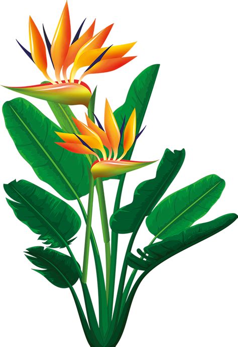 Bird Of Paradise Plant Png Free Logo Image