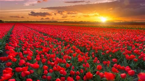 Tulip Fields Around Hillegom And Keukenhof At Sunset Netherlands