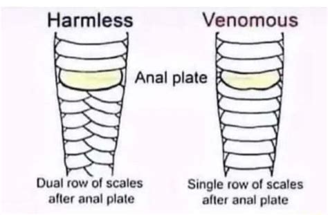 Harmless Venomous Anal Plate Dual Row Of Scales Single Row Of Scales