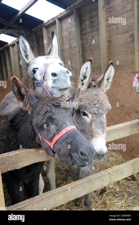 Three Donkeys In A Stable Stock Photo Alamy