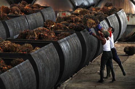 Petroleum consists primarily of paraffins and naphthenes, with a smaller amount of aromatics and asphaltics. Palm Oil Processing Business Plan Proposal In Nigeria | Wealth Result