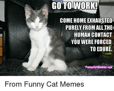 Find the newest work anniversary memes meme. Grasp the Stunning Funny Dog Memes Shameing - Hilarious ...