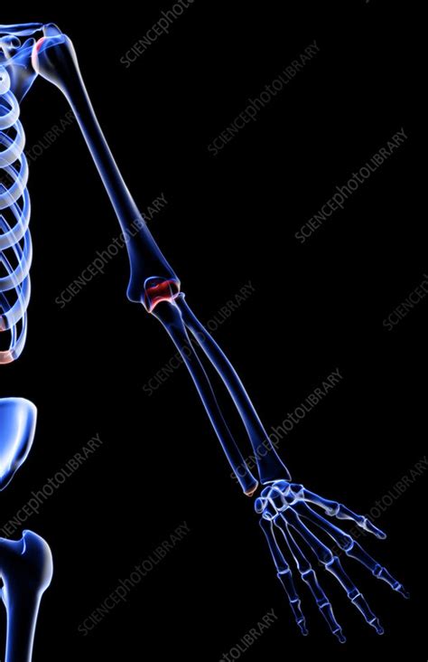 The Bones Of The Upper Limb Stock Image F0018170 Science Photo