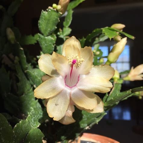 But if not, here's what you need to do to force it into dormancy. Christmas Cactus 'Gold Charm' by Tracy Blevins in ...