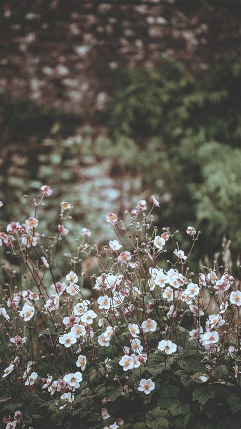 Celebrating Summer With 21 Wildflower Iphone Wallpapers Preppy