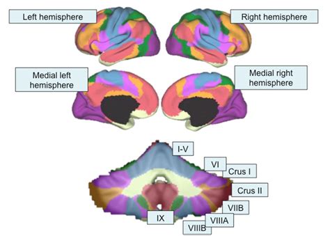 Cerebro Cerebellar Circuits In Autism Spectrum Disorder Semantic Scholar