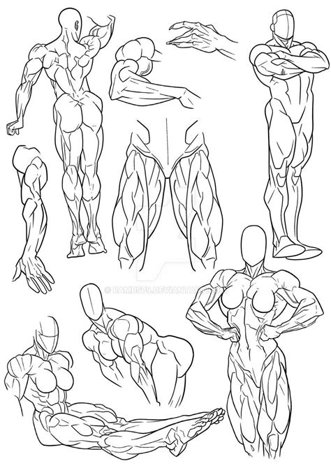 Anatomy Practice Quads And Various By Bambs On Deviantart Sketch