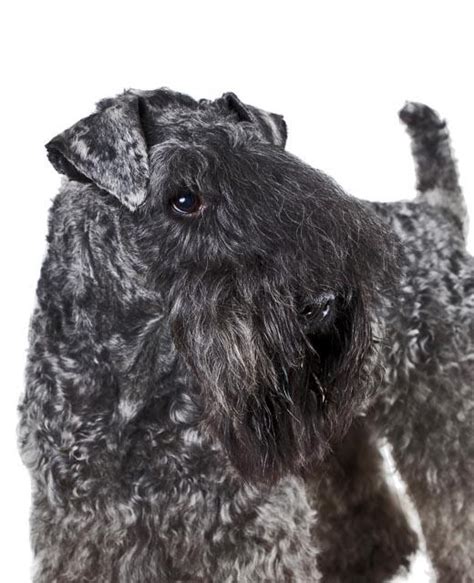 kerry blue terrier dog breed information noahs dogs