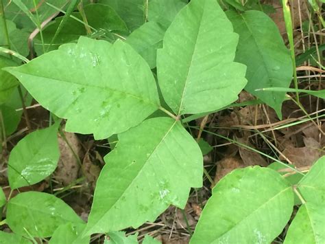 How To Identify Poison Ivy Basic Planet