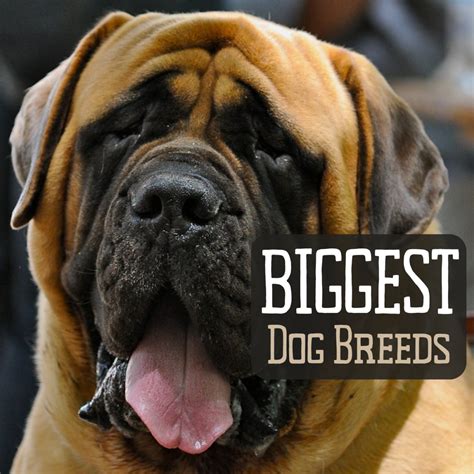 Top 10 Largest Dog Breeds In The World The Mysterious World Photos