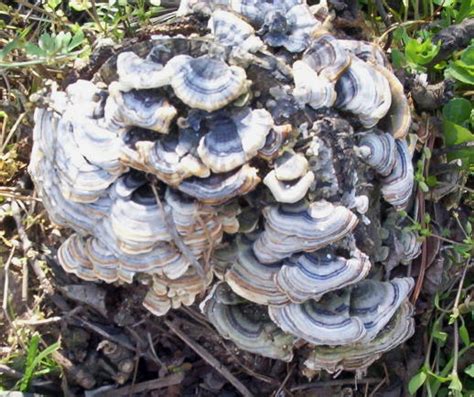 Arkansas Psychedelic Mushrooms Mushroom Hunting And