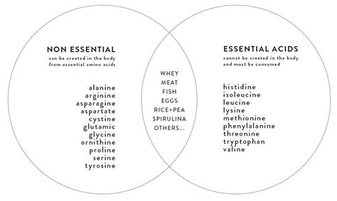 Nine Essential Amino Acids