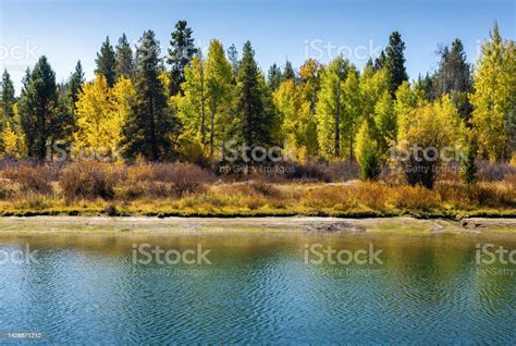 Green Trees Changing Color To Yellow Near Reflecting Lake During Autumn