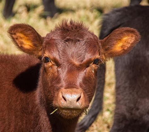Cow Calf Cattle Stock Brown Young Face Farm Beef Rural