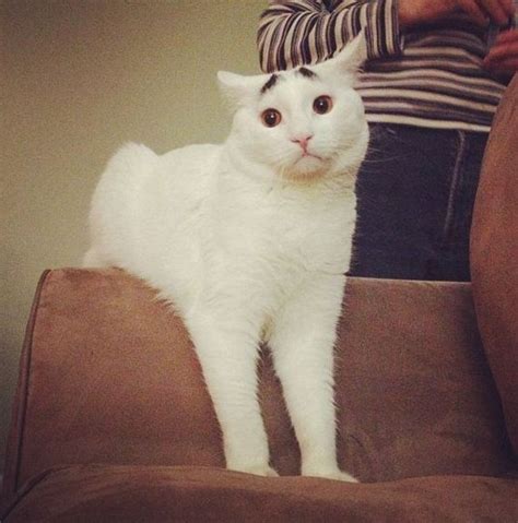 Meet Sam The Permanently Worried Cat Imgur Funny Cats Funny Animals