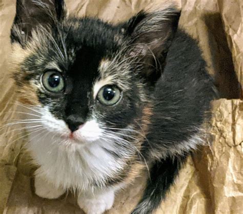 ‘worst Kitten Season In Years Explodes After Oc Stops Fixing Feral