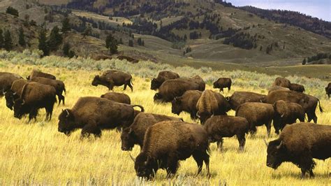 Landscapes Nature Animals Wildlife Fields Wyoming Yellowstone National