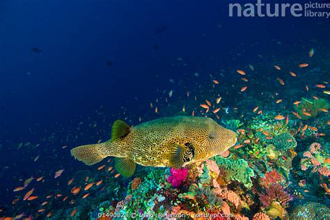 Stock Photo Of Map Puffer Arothron Mappa Komodo National Park