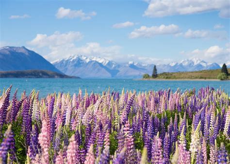 7 Of The Worlds Most Colorful Places Colorful Places Lake Tekapo
