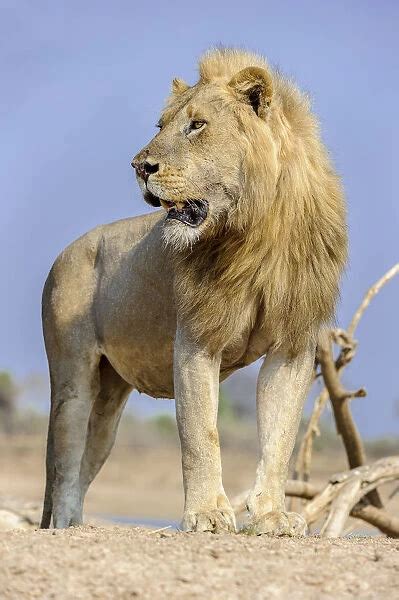 Adult Male Lion Panthera Leo Standing On The Banks Of