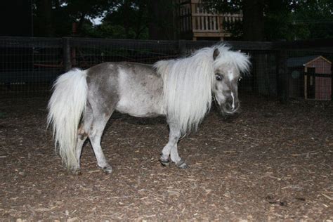 Tiny Bubbles Tanglewood Horse Farms Canton Real Small