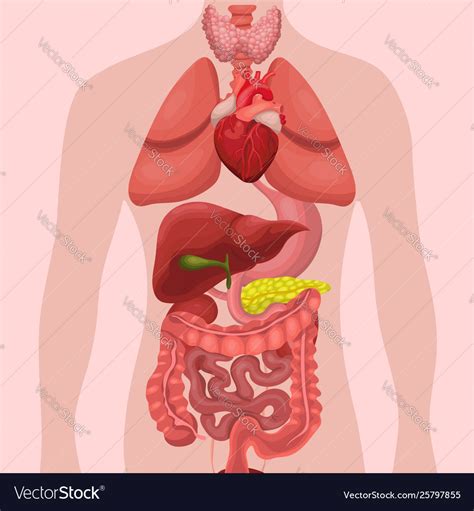 Human Anatomy Organs Internal Systems Of Man Body And Organs M Stock
