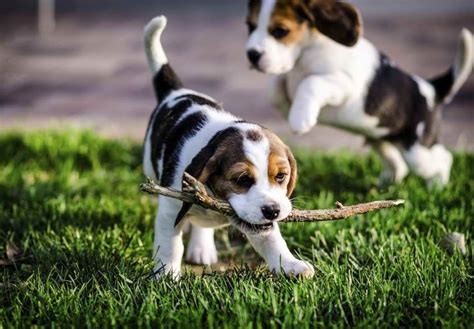 Beagle Puppy Rescue Beagle Puppy