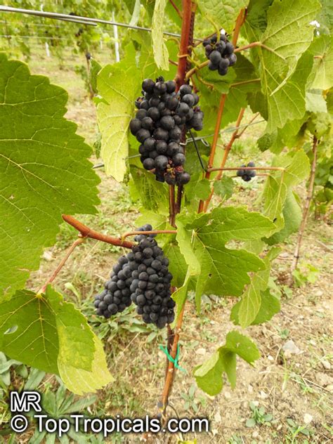 Vitis Vinifera Wine Grape