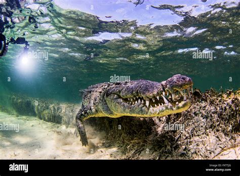 Underwater View Of Crocodile On Seabed Chinchorro Banks Mexico Stock